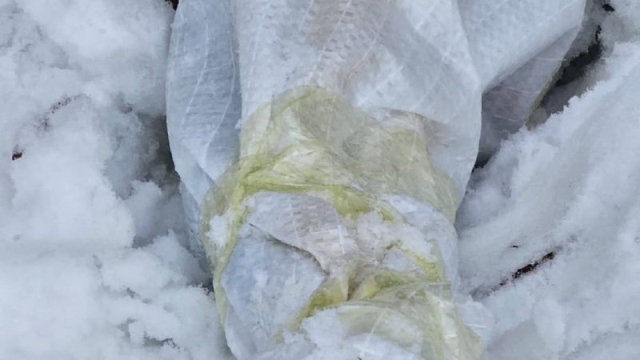 Ақмола облысында орманнан атыс қаруы табылды