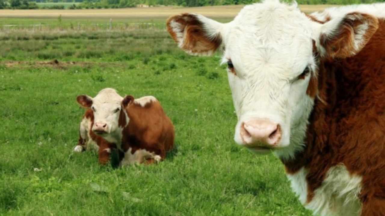 Түркістан облысының шаруалары сатылып кеткен мал үшін 271 млн теңге субсидияны заңсыз алған