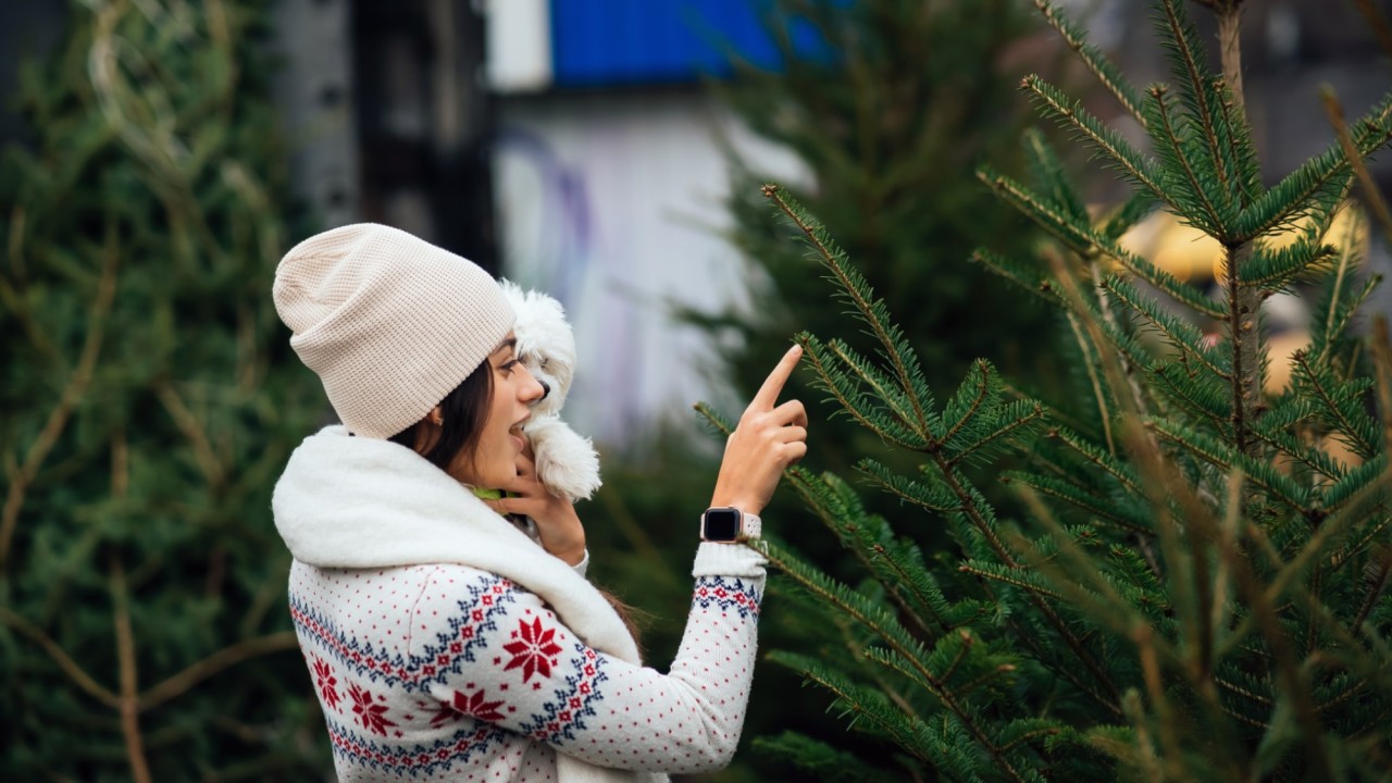 Табиғи жаңажылдық шыршаларды қабылдайды: Алматы хайуанаттар бағы тұрғындарға экоакция жариялады