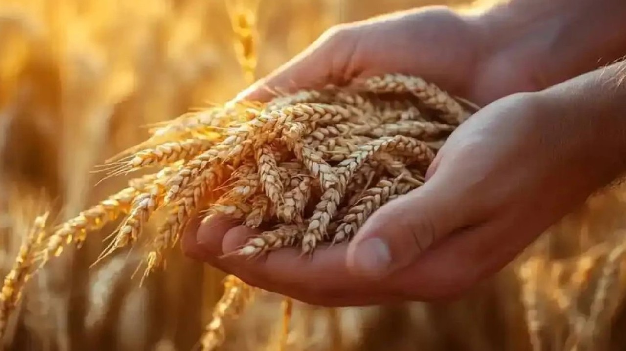 Астық экспортын субсидиялау кезіндегі заңсыздықтар анықталды