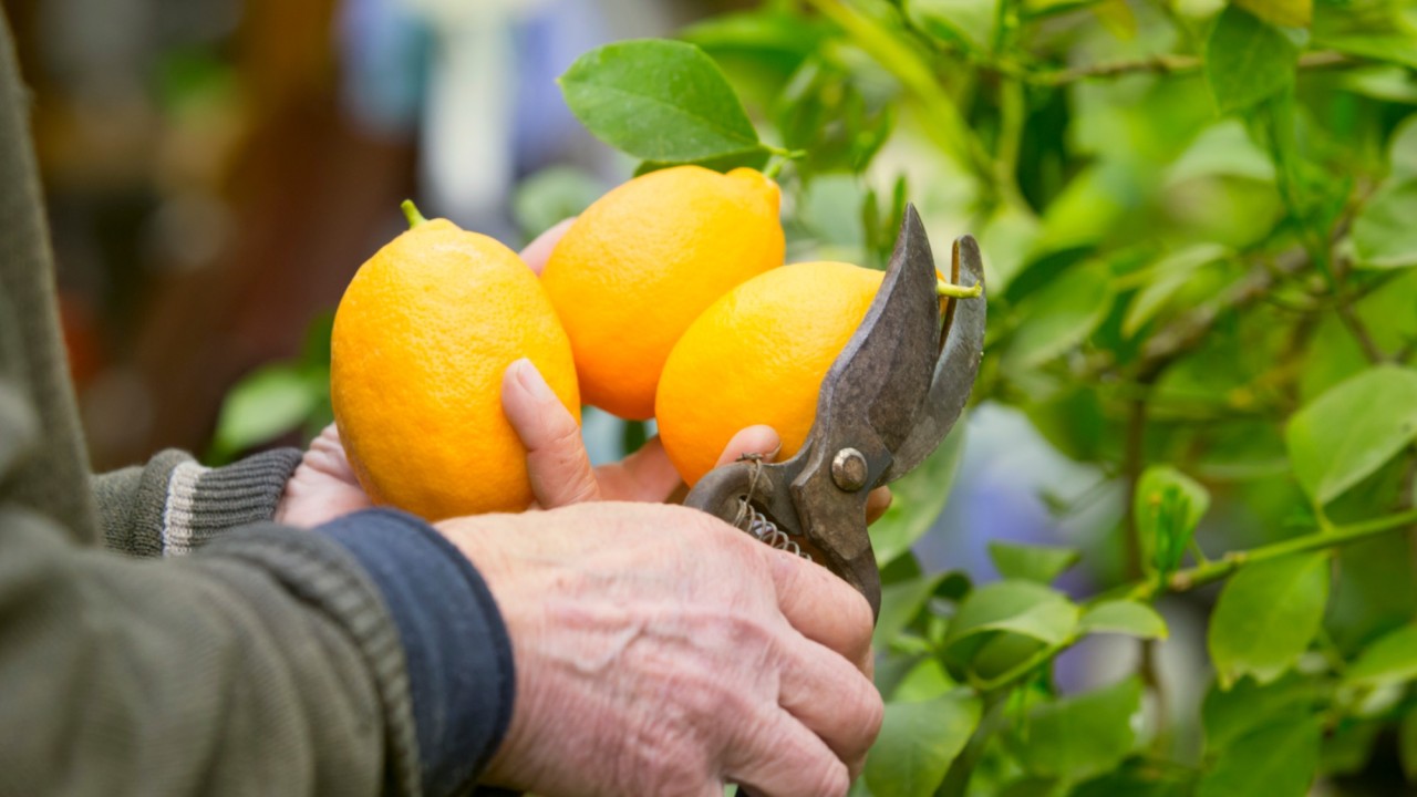 Алматы облысында лимон өсіретін жаңа жылыжай іске қосылды