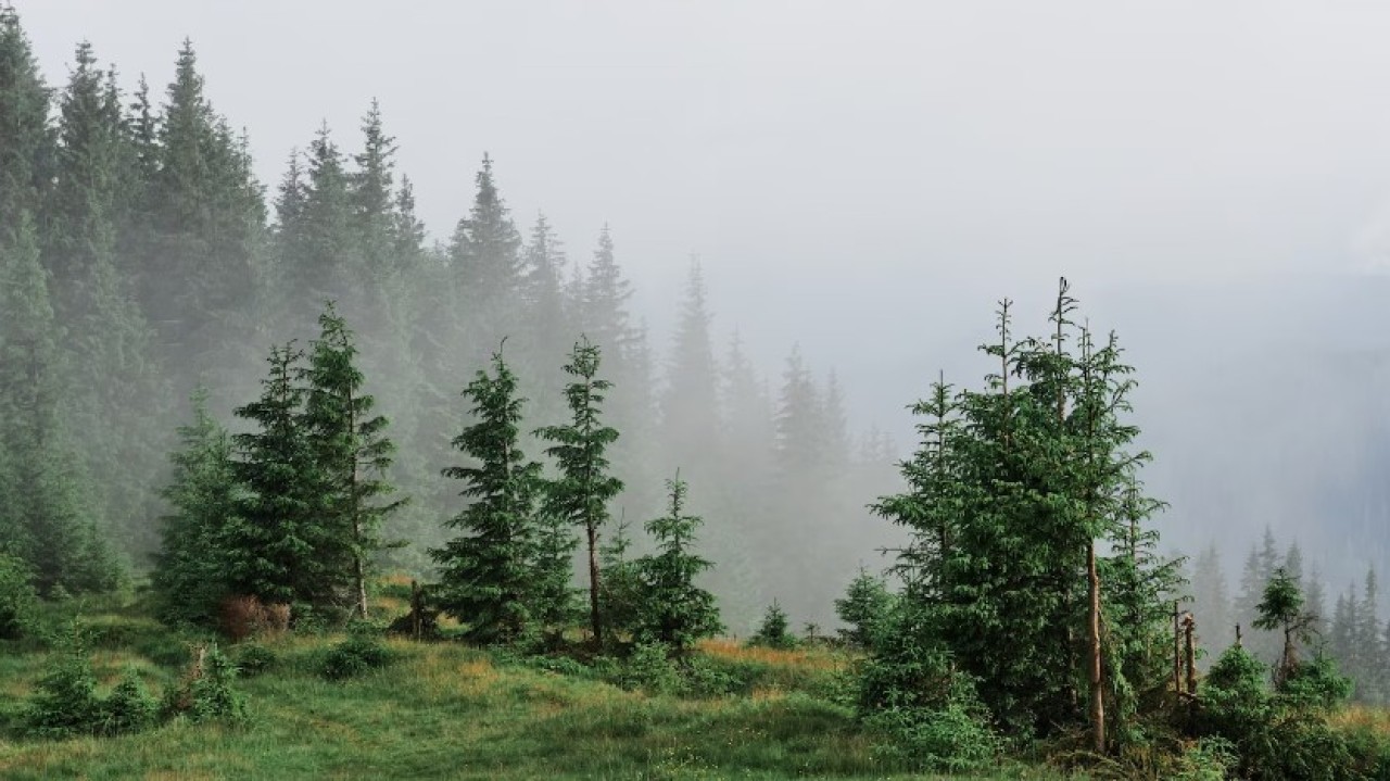 Қазақстанның мемлекеттік орман қоры 60,2 мың гектарға артты