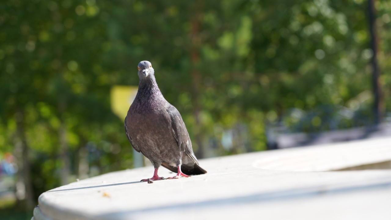 Аула мен саябақта құстарды тамақтандырғаны үшін айыппұл салына ма – ІІМ түсіндірді