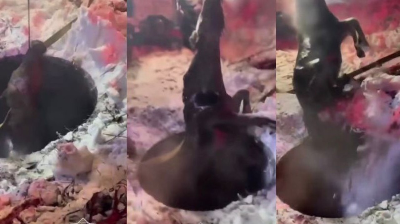 Ақмолада кәріз құдығына түсіп кеткен жылқы қалай құтқарылды