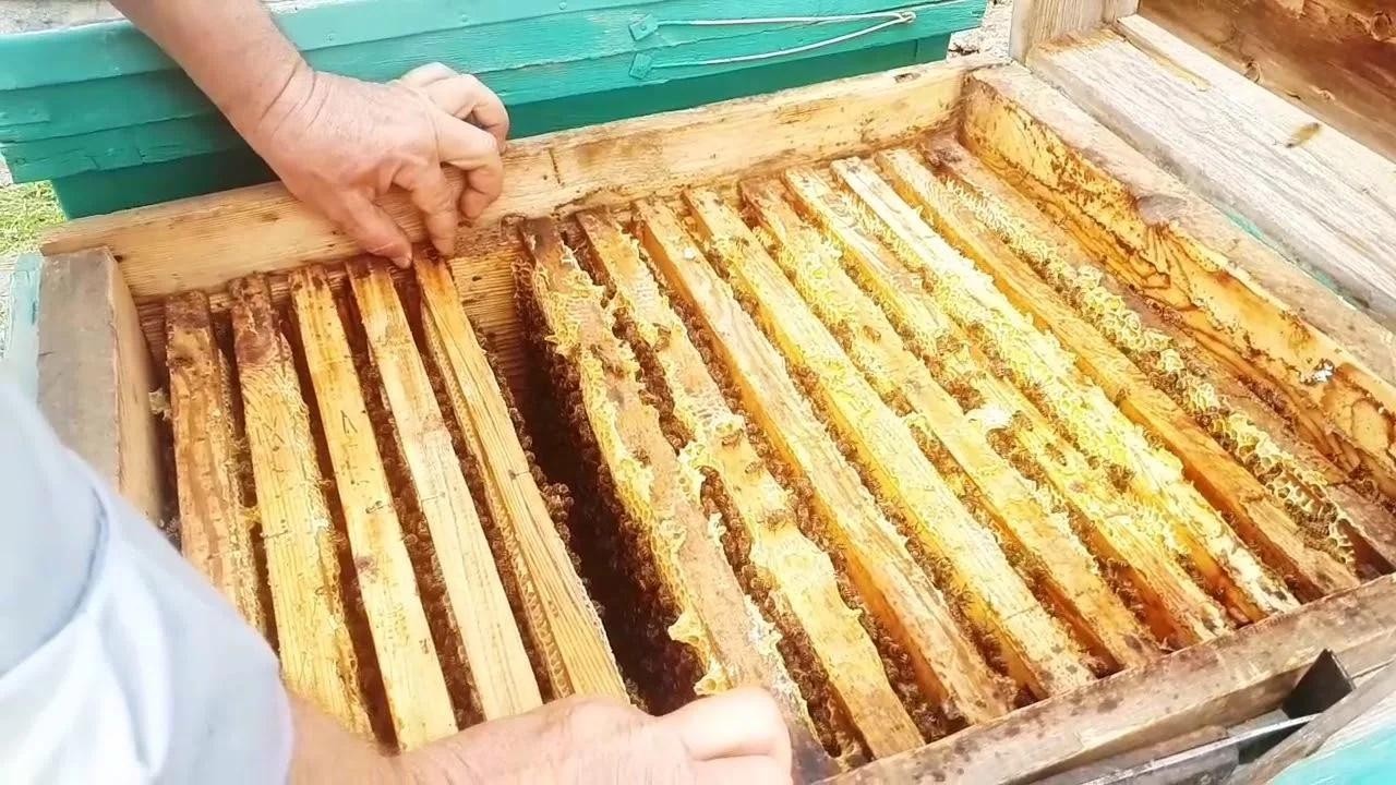 Қазақстан арқылы Ресейге бал өнімдерін заңсыз өткізбек болған қырғызстандық жазаланды