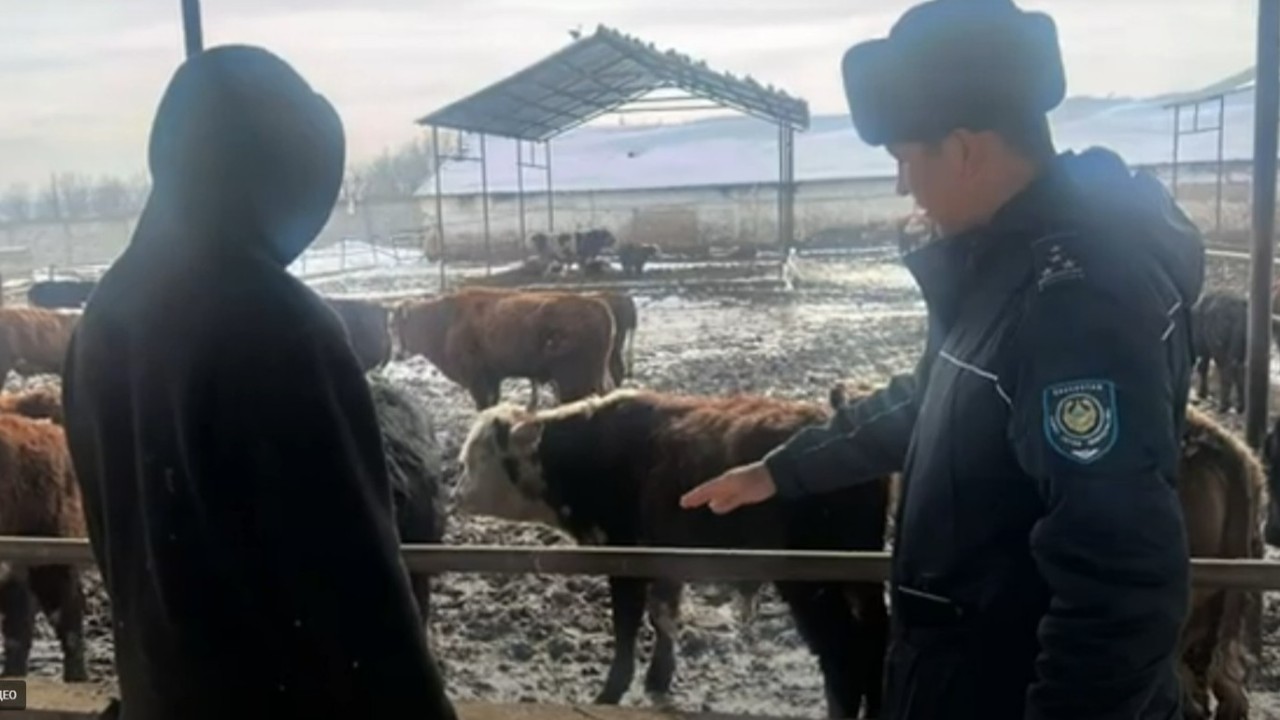 Шымкентте шаруашылықтың жұмысшылары малды өздері ұрлаған