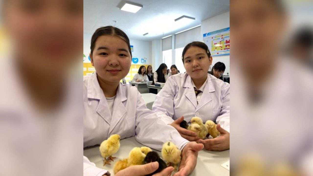 Астаналық оқушылар ойлап тапқан инкубатор балапан шығарды