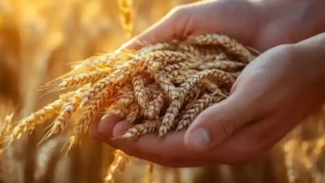 Қытайға астық экспорттау бойынша ынтымақтастықты дамыту мәселелері талқыланды