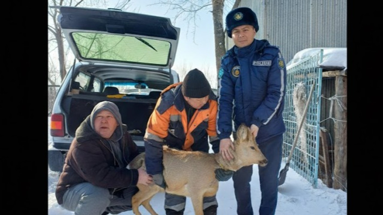 Семейліктің ауласына елік кіріп кетті