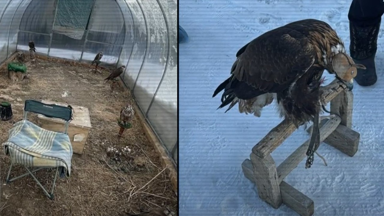 Баянауылдан Қызыл кітапқа енген құстарды шетелге саудалағандар ұсталды