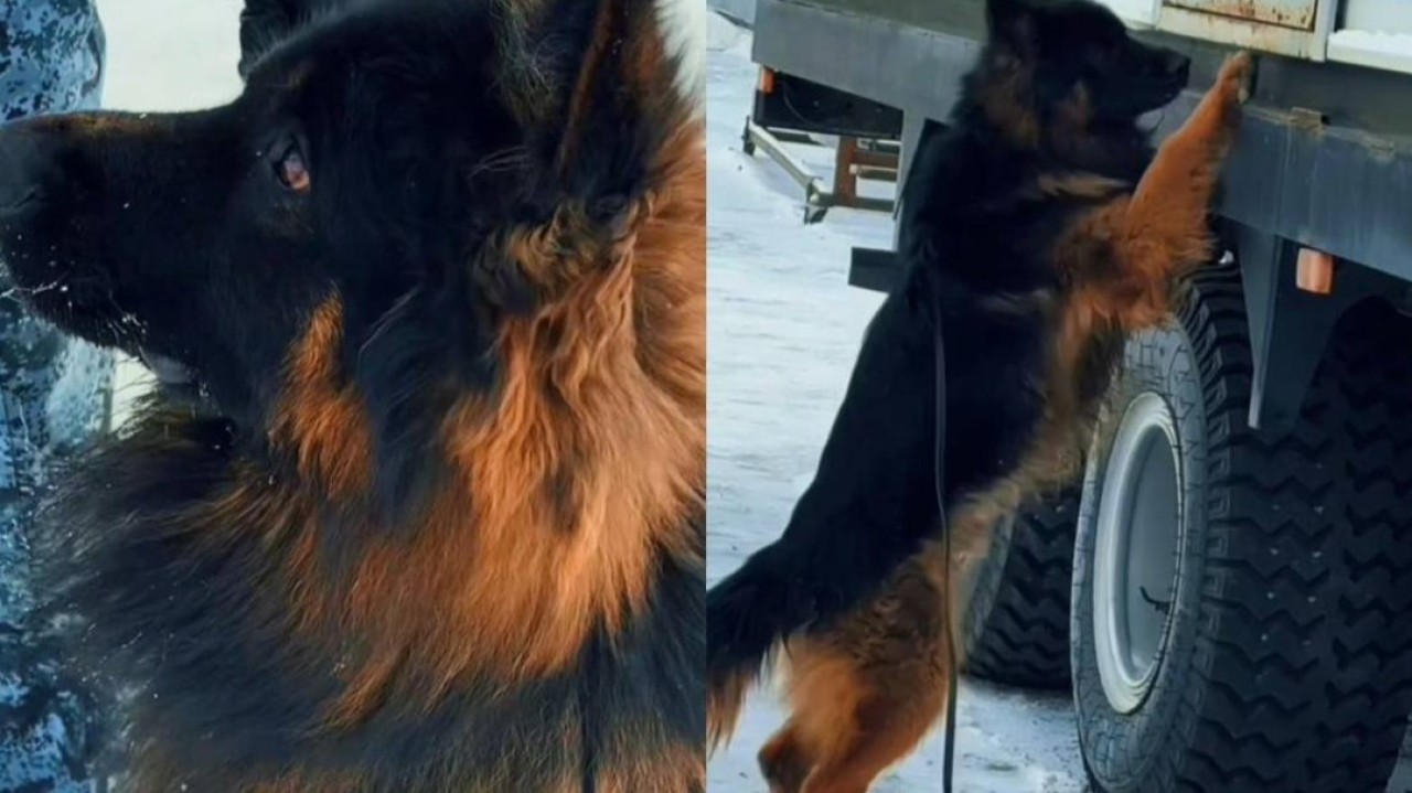 Ақтөбеде қызметтік ит 30-ға жуық қылмыс орнына барып, 15 рет есірткі қылмысын анықтады