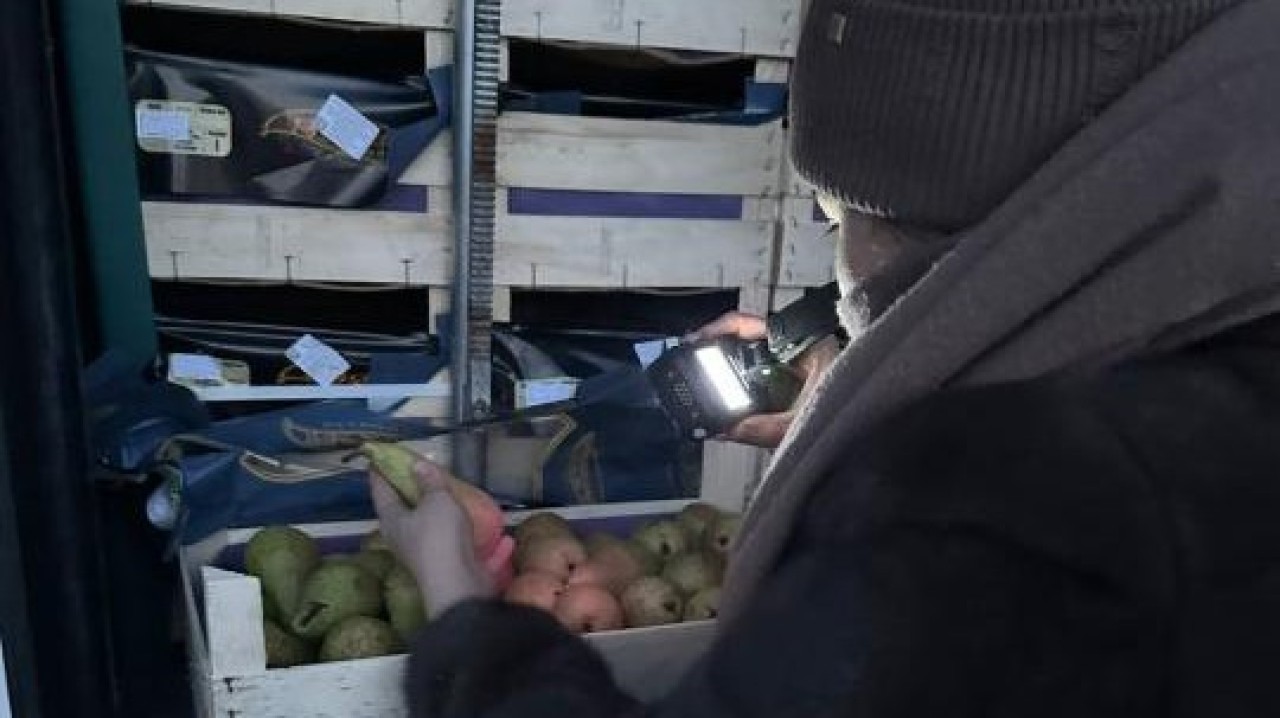 19 тонна алмұрт фитосанитарлық сертификаттың болмауына байланысты Бельгияға кері қайтарылды