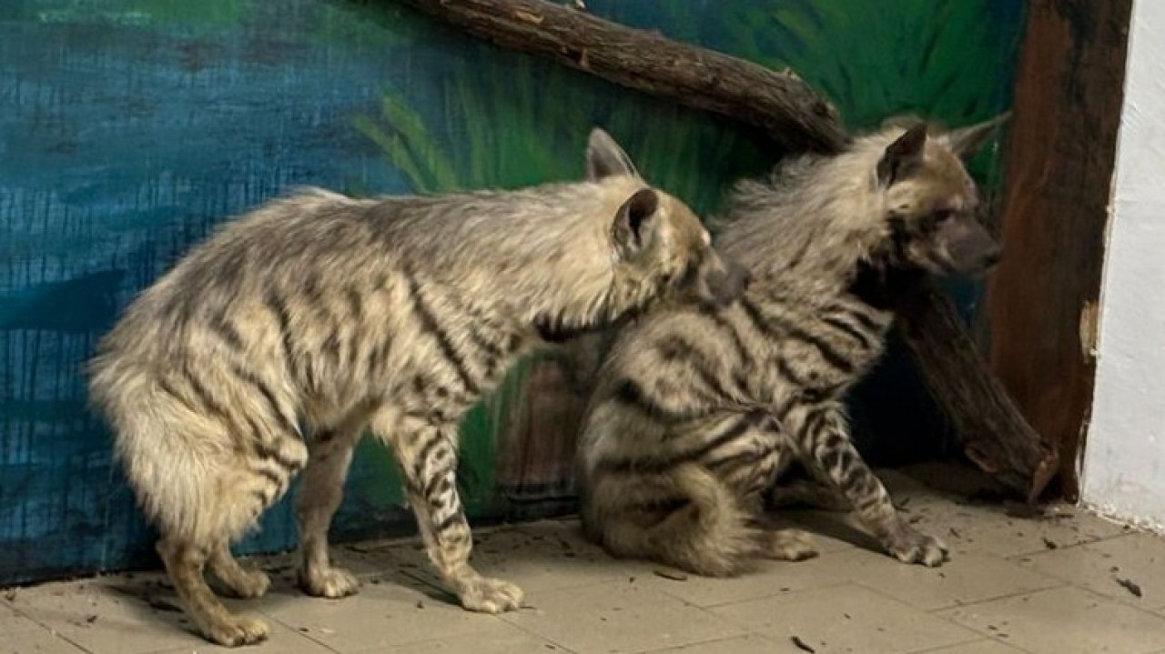 Қарағанды зообағына Қызыл кітапқа енген гиеналар әкелінді