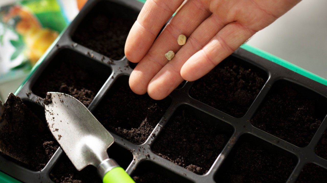 Қазақстанда отандық тұқымның жаңа сорттарының саны 3 есеге артты