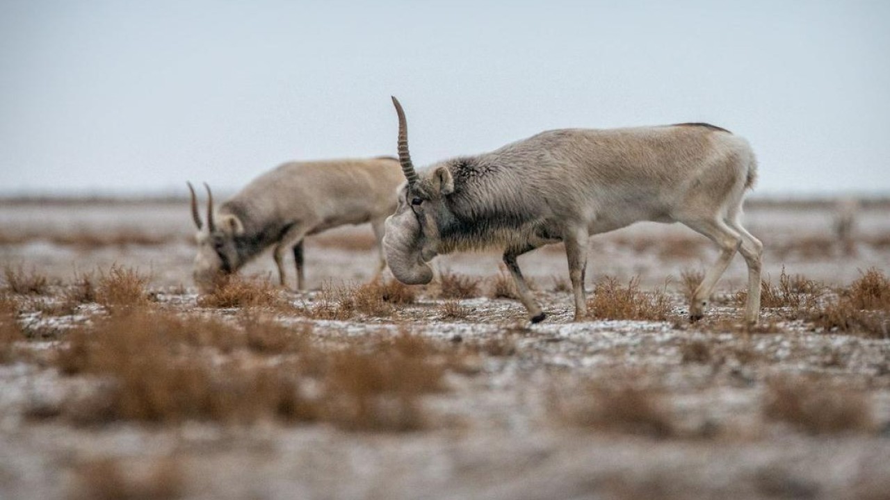 Жануарлар дүниесі комитеті: Қыста киіктің бір бөлігінің қырылуы - табиғи құбылыс
