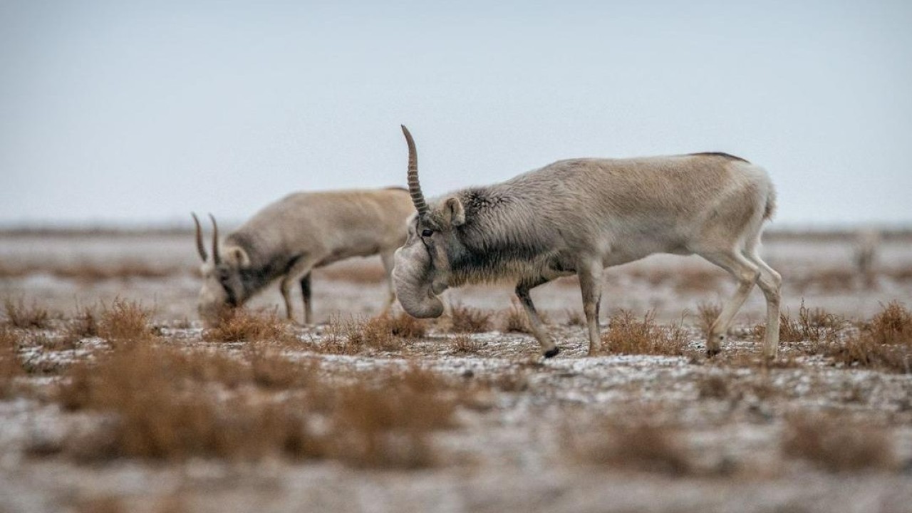 Екі өңірде ақбөкендерді заңсыз аулаған браконьерлер ұсталды – ІІМ
