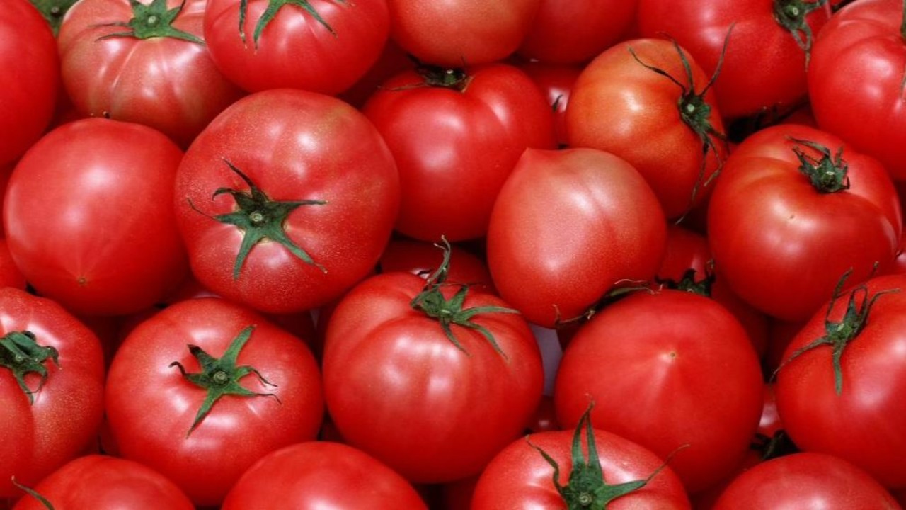 Ресейден әкелінген қызанақ тұқымдарынан вирус табылды