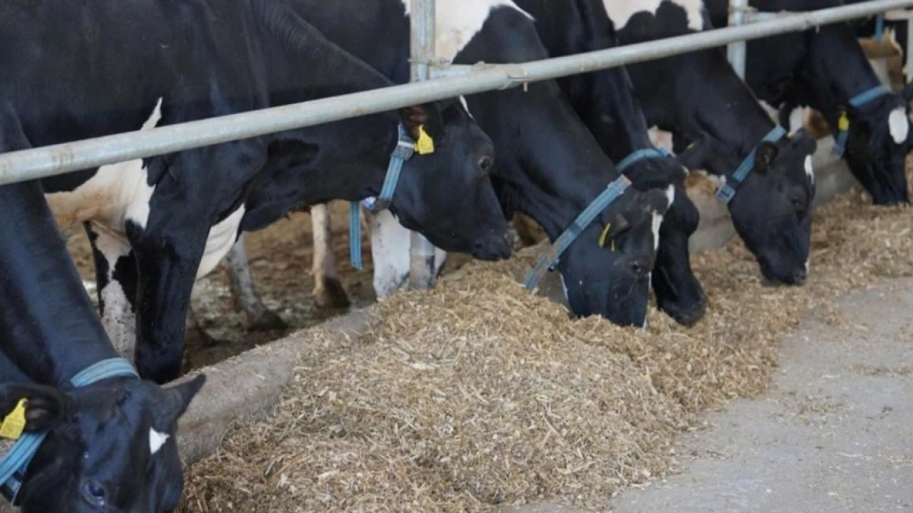 Үкіметте сиыр етін экспорттау мен жұмыртқа импортына қатысты шешім қабылданды