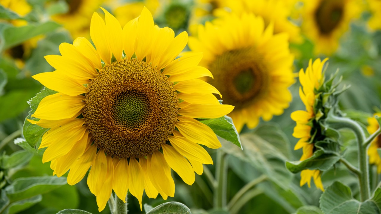 14 тонна қауіпті күнбағыс тұқымы Беларуське кері қайтарылды - АШМ