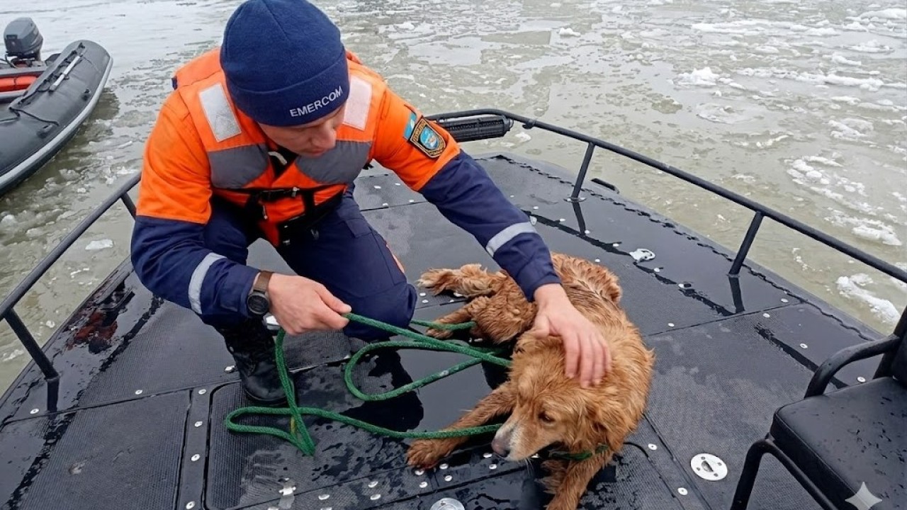 Елорда құтқарушылары мұз арасында жүзіп жүрген итті алып жағаға шықты