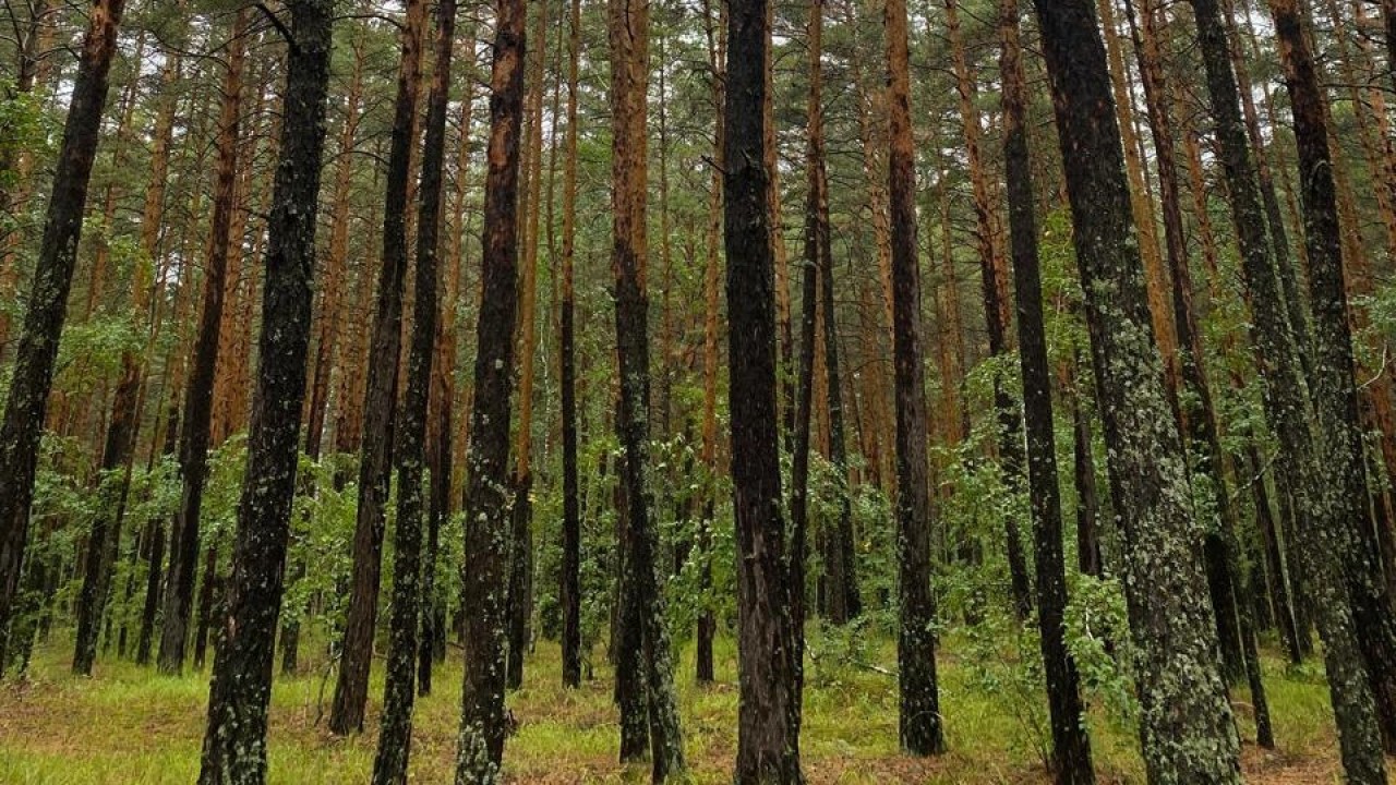 Eлімізде курортты өңірлерді дамытудың 2026-2029 жылдарға арналған Жол картасы бекітілді