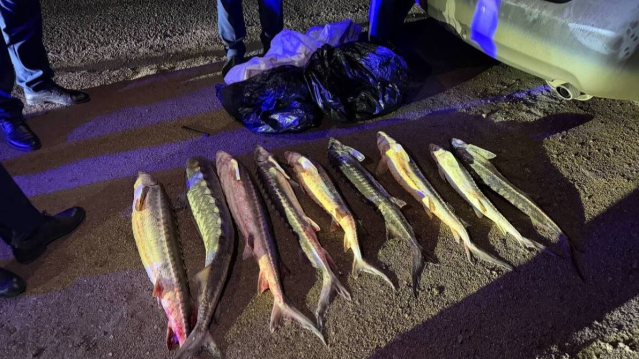 Ақтауда заңсыз балық тасымалдаған жүргізуші ұсталды