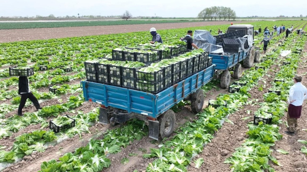 Түркістан облысының диқандары Ресейге ерте пісетін қырыққабат өнімін экспорттады