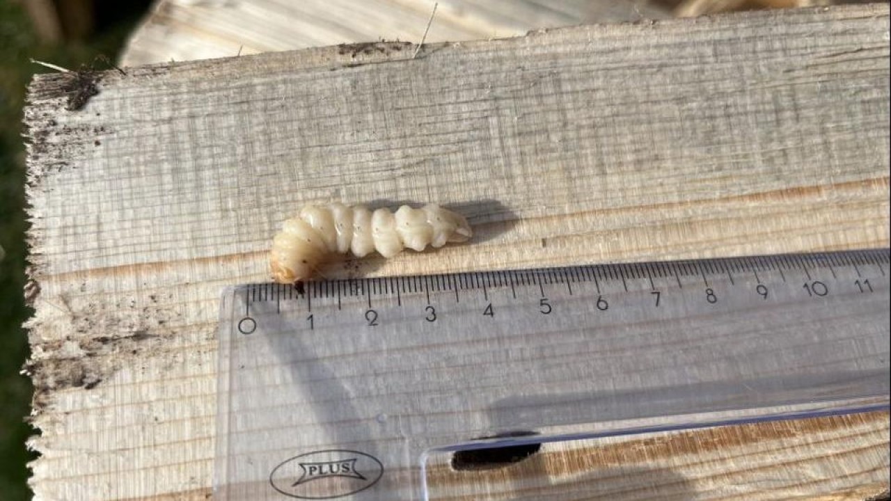 Ресейден әкелінген ағаштан зиянкес дернәсілдері табылды