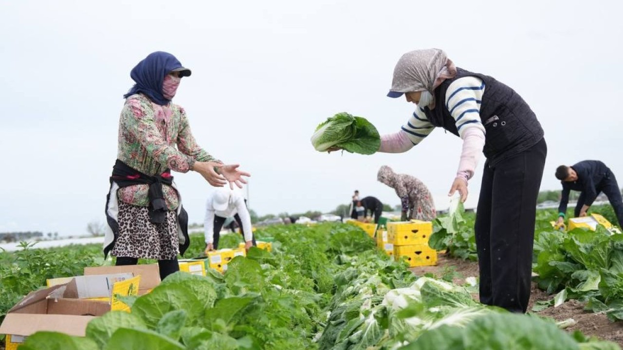 Түркістандық диқандар 45 күнде қырыққабаттың алғашқы өнімін жинай бастады