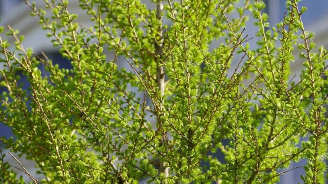 Мамыр айында қазақстандықтар қанша күн демалады?