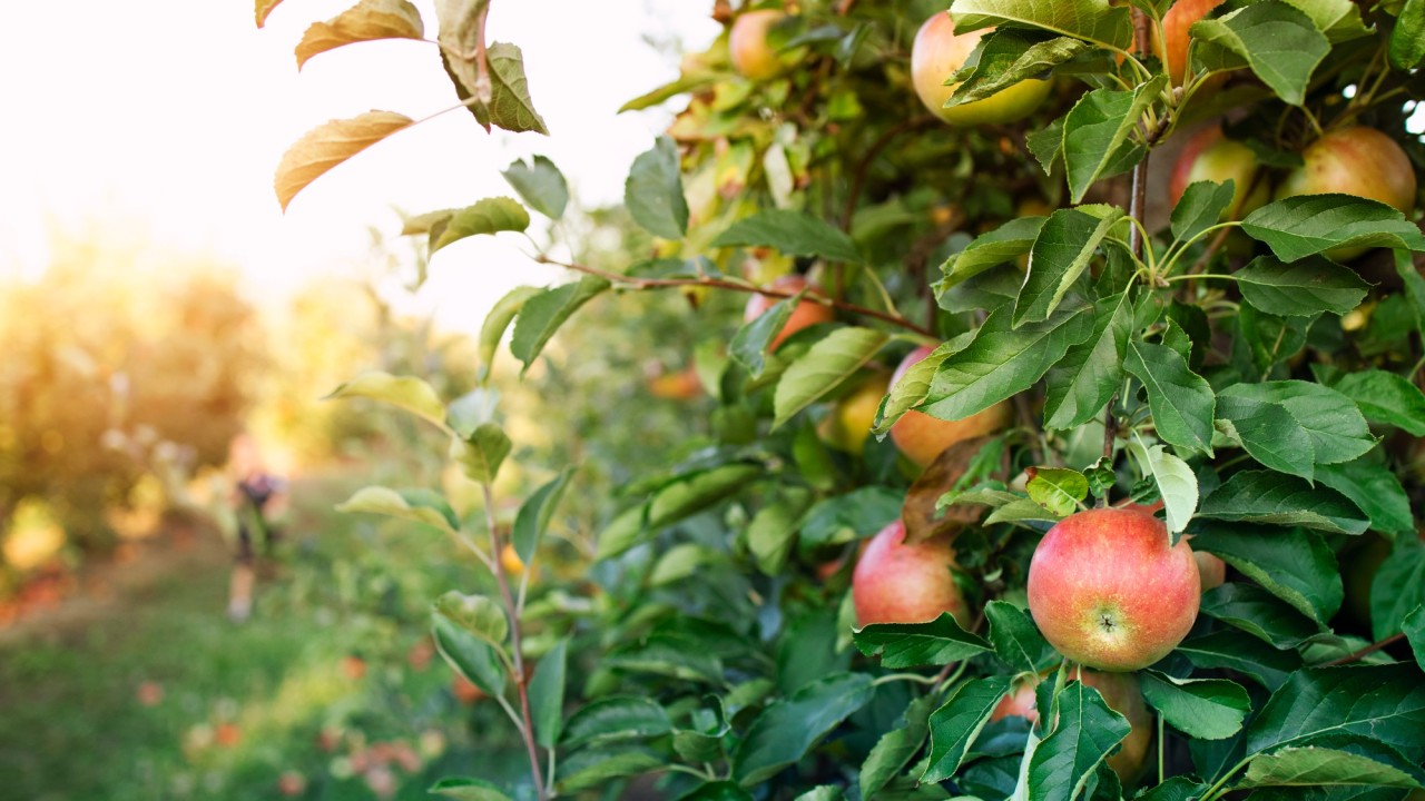 Алма бағына қатысты іс:  Қор басшылығы мемлекеттің 430 млн теңгесін жымқырған