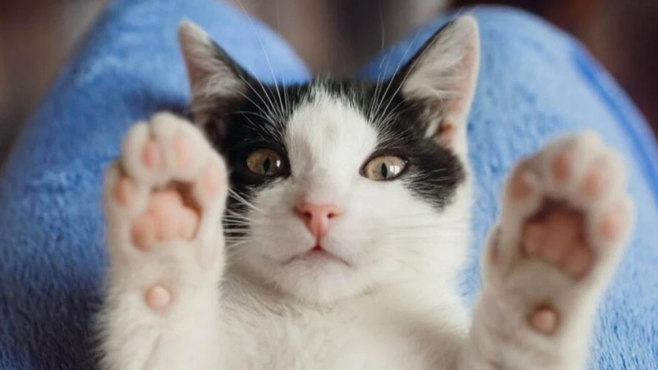 Құтырудың емі жоқ: мамандар сақ болуға кеңес берді