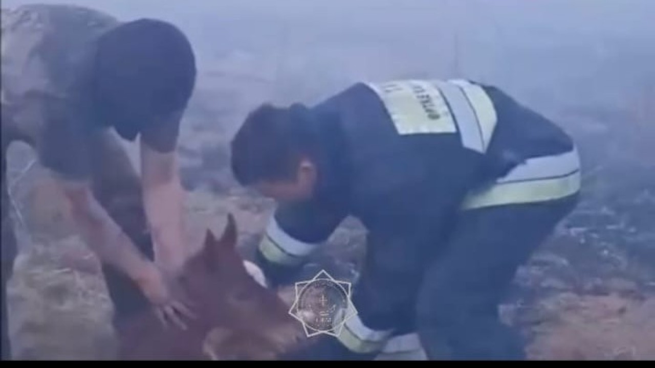 Астана маңында өрт: құтқарушылар құлынды аман алып қалды