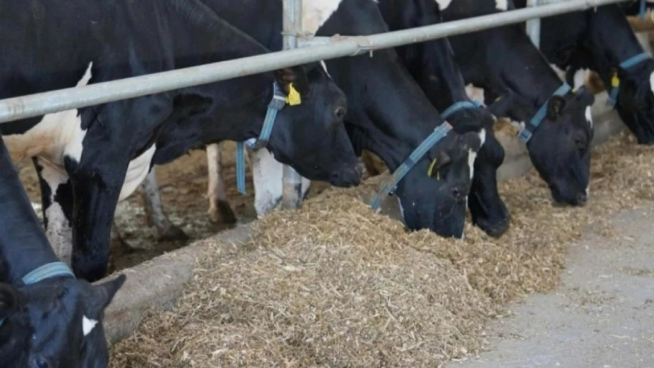 Жетісуда 39 сиырдың ұрлығына бақташының қатысы бары анықталды