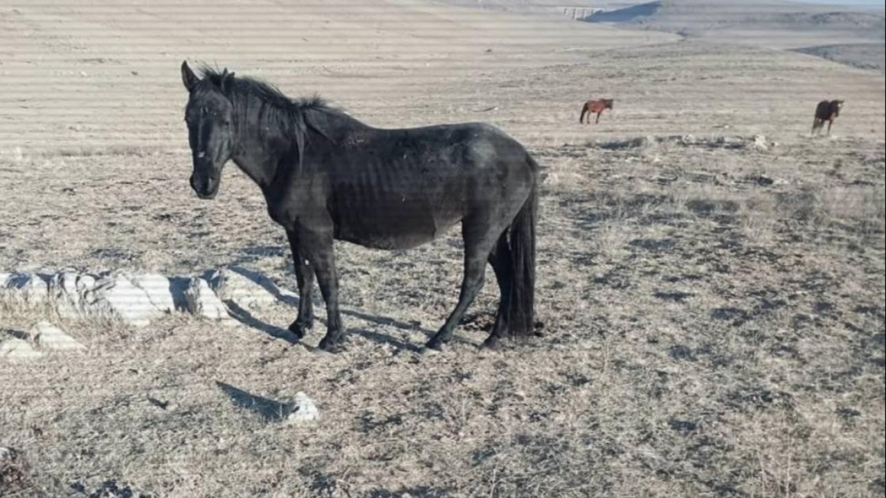 Жамбыл облысында мал ұрлығымен айналысқан екі топ ұсталды