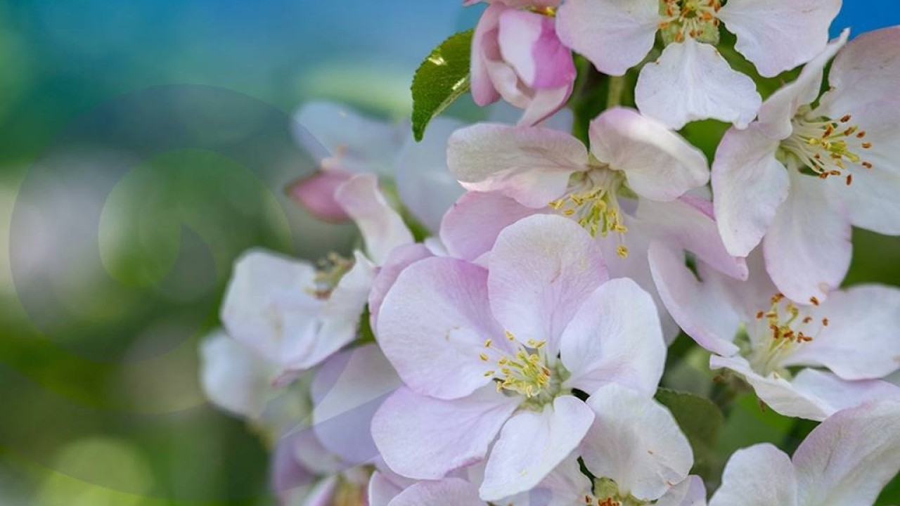 Жетісу облысында Сиверс алмасының гүлдеу фестивалі өтеді
