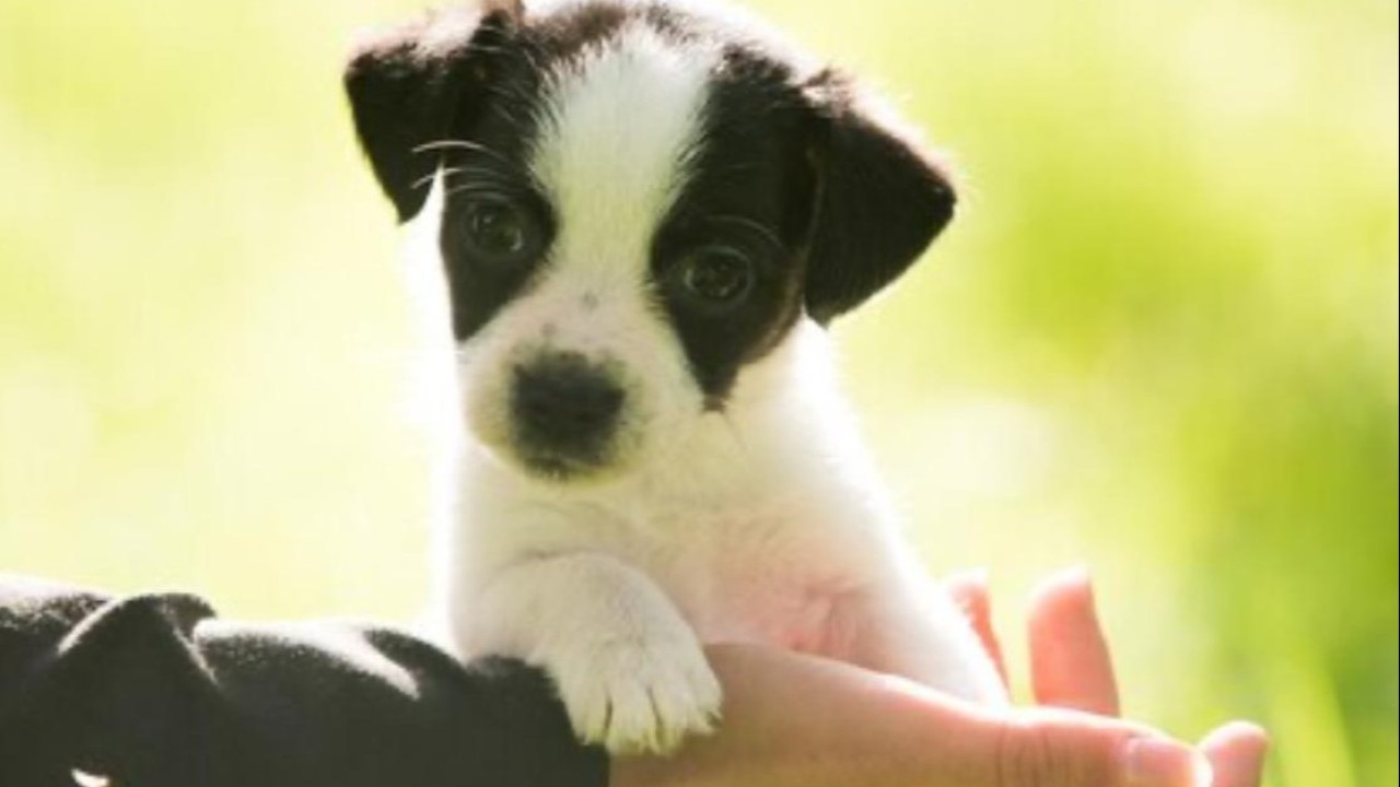 Сенат резонанс тудырған жануарларға қатысты заңды Мәжіліске қайтарды