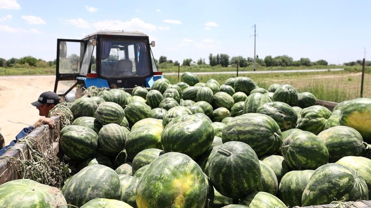 Түркістан облысының диқандары алғашқы қарбыз өнімін жинай бастады