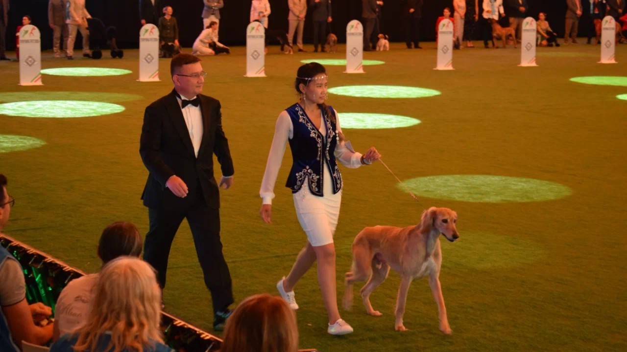 Қазақы тазы Болоньяда өткен WorldDogShow 2026 көрмесінде салтанатты түрде таныстырылды