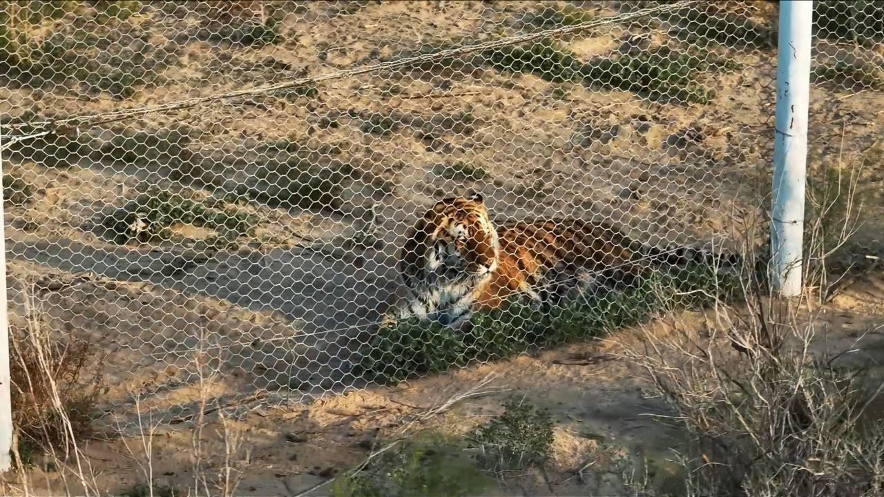 Елімізге Ресейден әкелінген төрт амур жолбарысына есімдер берілді