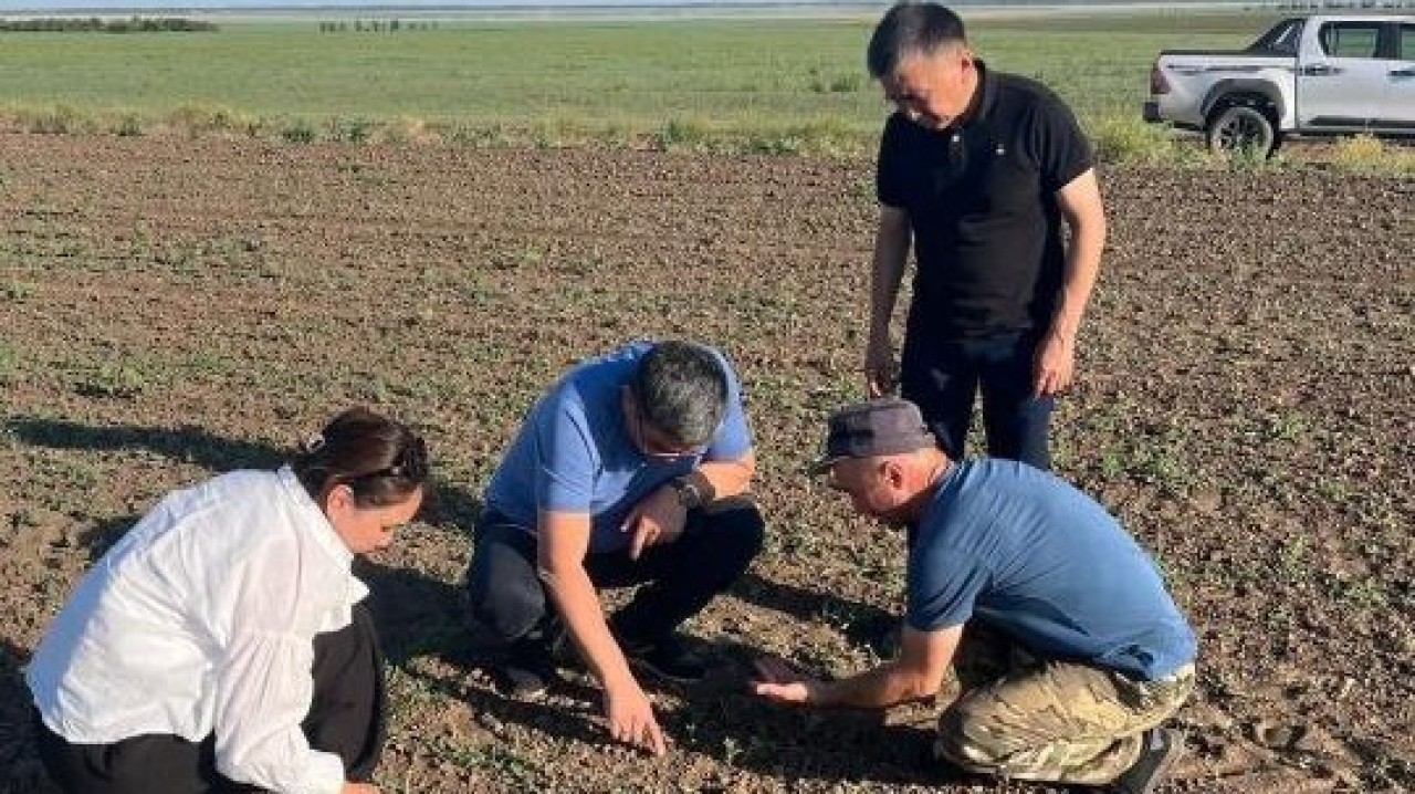 Елімізде шегірткеге қарсы 954 мың гектар жер өңделді