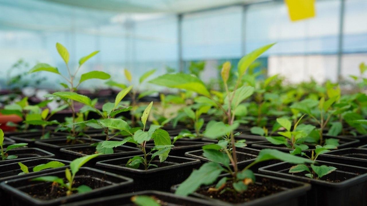 Елімізде алғаш рет вирустан таза алма көшеттері әзірленуде