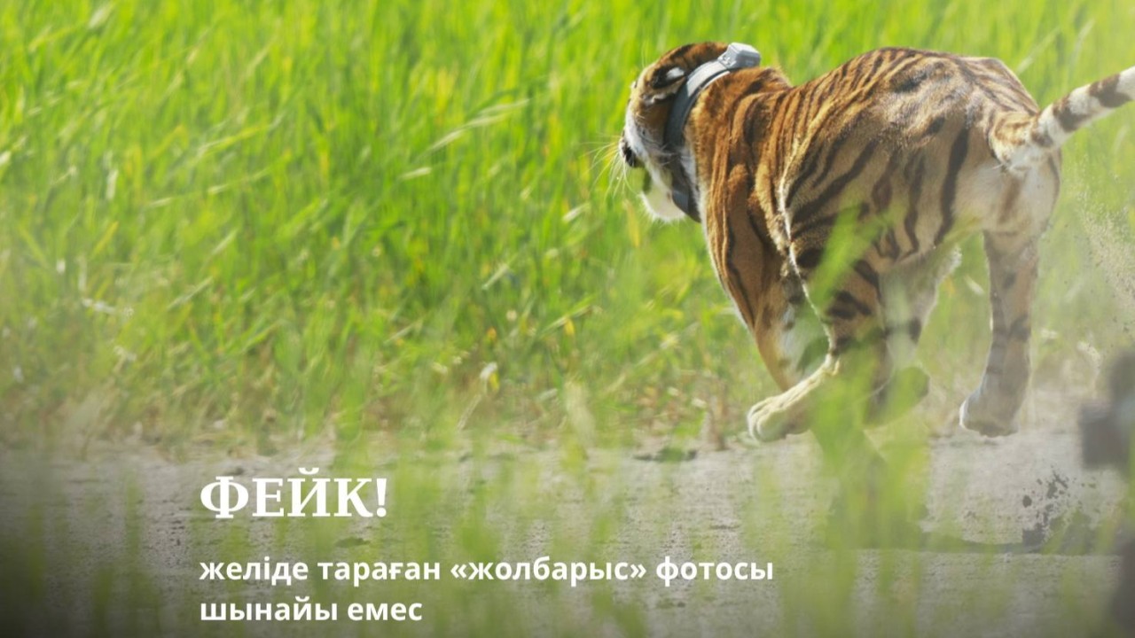 Желіде тараған «жолбарыстың» фотосы жалған - министрлік