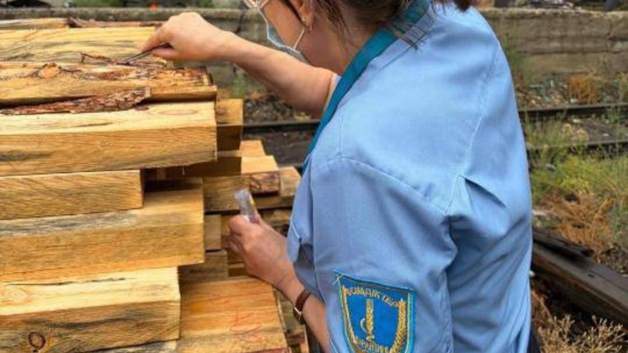 Ел аумағына 125 текше метр залалданған ағашты кіргізуге жол берілмеді