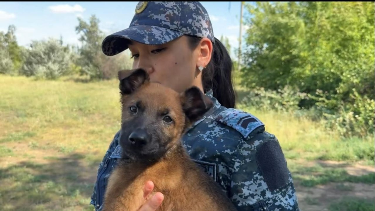 Елорда полициясының Кинологиялық қызмет орталығы кішкентай төрт аяқты көмекшілермен толықты