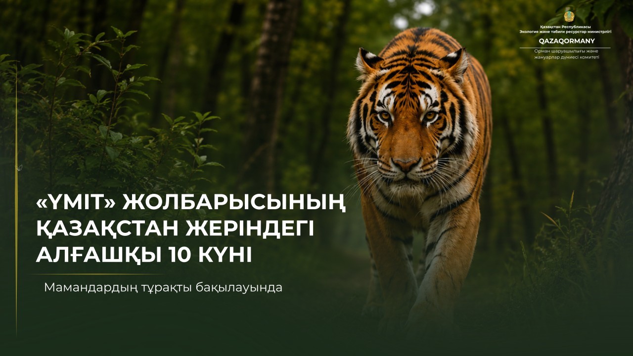 Амур жолбарысы Үміт жаңа ортаға бейімделіп келеді