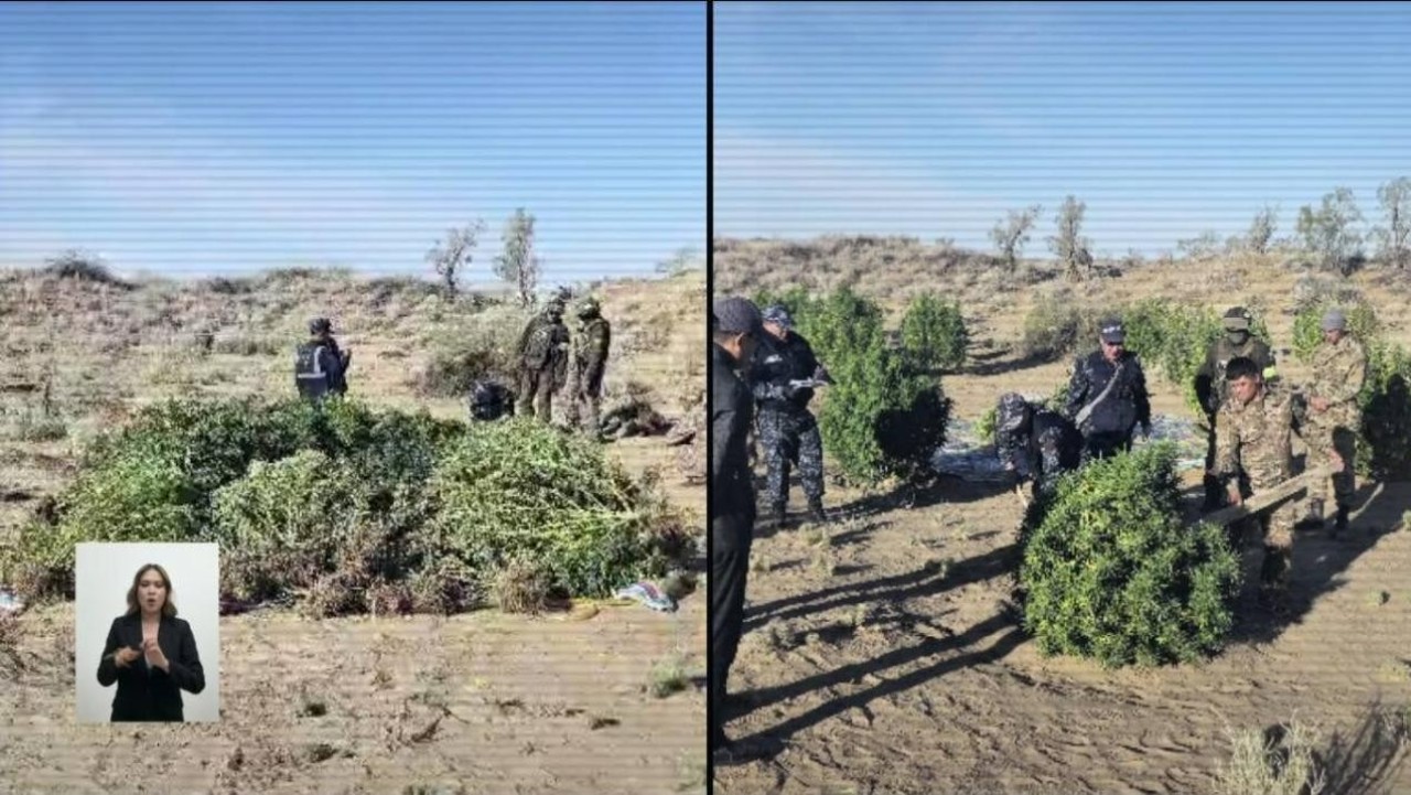 Жамбыл облысында үнді қарасорасы өсірілген алқапты полиция дрон арқылы анықтады
