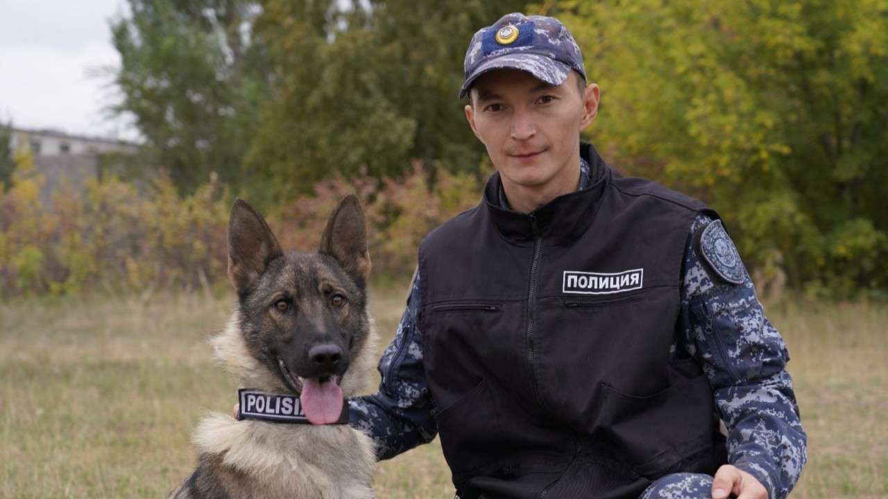 Есірткі, жарылғыш заттарды табу, із кесу: Астананың кинологиялық қызметі қалай жұмыс істейді