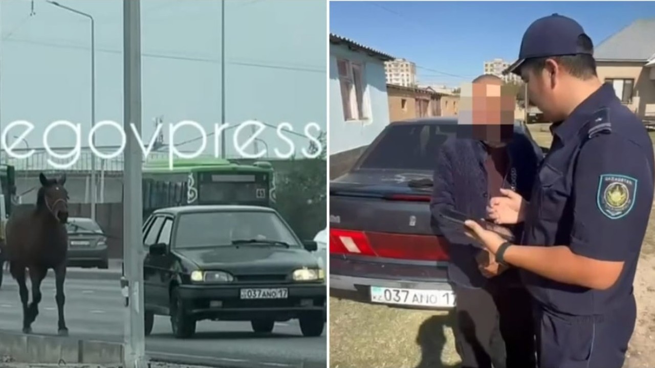 Шымкентте жылқыны көлікке байлап сүйреген жүргізуші жауапқа тартылды
