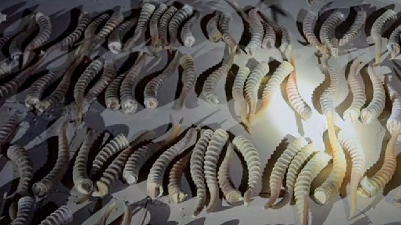«Қорғас» шекарасында Қытайға ақбөкен мүйіздерін заңсыз әкетпек болғандар ұсталды